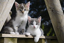 Domestic Cat (Felis catus) kittens, Germany