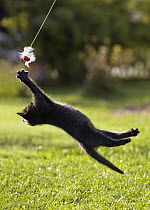 Domestic Cat (Felis catus) kitten playing with toy, Germany