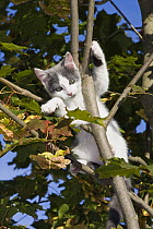 Domestic Cat (Felis catus) kitten climbing in tree, Germany