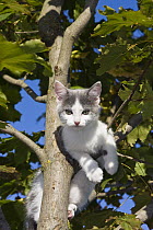 Domestic Cat (Felis catus) kitten climbing in tree, Germany