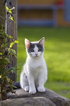 Domestic Cat (Felis catus) kitten in garden, Germany