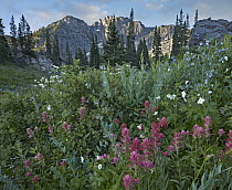 Paintbrush (Castilleja sp) flowers in Albion Basin, Wasatch Mountains, Utah