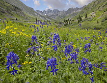 Larkspur (Delphinium sp) flowers in American Basin, Colorado