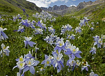 Colorado Blue Columbine (Aquilegia caerulea) flowers in American Basin, Colorado