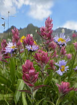 Paintbrush (Castilleja sp) and Daisy (Chrysanthemum sp) flowers, San Juan Mountains, Colorado