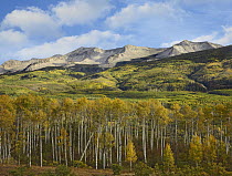 Quaking Aspen (Populus tremuloides) trees and East Beckwith Mountain, West Elk Wilderness, Colorado