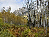 Quaking Aspen (Populus tremuloides) trees and Marcellina Mountain near Crested Butte, Colorado