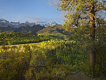 Forest surrounding Mount Sneffels, San Juan Mountains, Colorado