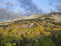 Quaking Aspen (Populus tremuloides) and conifer forest covering Ruby Range, Raggeds Wilderness, Colorado