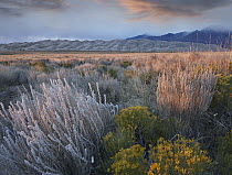 Desert vegetation in Great Sand Dunes National Park, Colorado