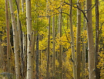 Quaking Aspen (Populus tremuloides) trees in autumn, Santa Fe National Forest near Santa Fe, New Mexico
