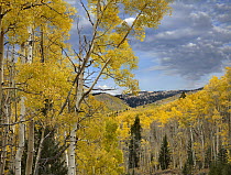 Quaking Aspen (Populus tremuloides) trees in autumn, Santa Fe National Forest near Santa Fe, New Mexico