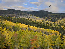 Cooper's Hawk (Accipiter cooperii) flying over Quaking Aspen (Populus tremuloides) forest, Santa Fe National Forest, Sangre de Cristo Mountains, New Mexico