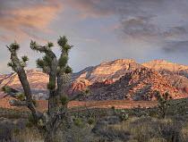 Joshua Tree (Yucca brevifolia) and Spring Mountains at Red Rock Canyon National Conservation Area near Las Vegas, Nevada