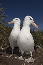 Black-browed Albatross (Thalassarche melanophrys) pair, Keppel Island, Falkland Islands
