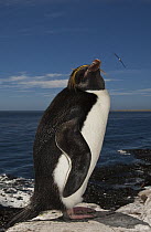 Macaroni Penguin (Eudyptes chrysolophus), Keppel Island, Falkland Islands