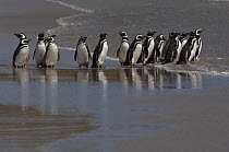 Magellanic Penguin (Spheniscus magellanicus) group on beach, Keppel Island, Falkland Islands