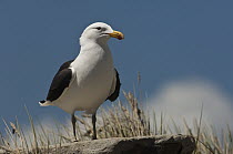 Kelp Gull (Larus dominicanus), Keppel Island, Falkland Islands