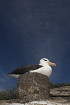 Black-browed Albatross (Thalassarche melanophrys) on pedestal nest, Keppel Island, Falkland Islands