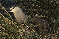 Black-crowned Night Heron (Nycticorax nycticorax) and chicks in nest, Keppel Island, Falkland Islands