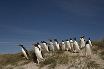 Gentoo Penguin (Pygoscelis papua) group walking to sea, Keppel Island, Falkland Islands