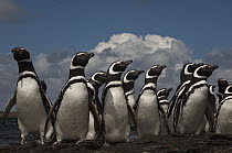 Magellanic Penguin (Spheniscus magellanicus) group, Keppel Island, Falkland Islands