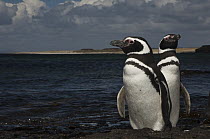 Magellanic Penguin (Spheniscus magellanicus) pair, Keppel Island, Falkland Islands
