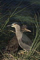 Black-crowned Night Heron (Nycticorax nycticorax) and chick in nest, Keppel Island, Falkland Islands