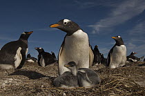 Gentoo Penguin (Pygoscelis papua) and chicks in colony, Keppel Island, Falkland Islands