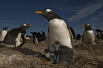 Gentoo Penguin (Pygoscelis papua) and chicks, Keppel Island, Falkland Islands