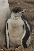 Gentoo Penguin (Pygoscelis papua) chick, Keppel Island, Falkland Islands