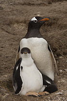 Gentoo Penguin (Pygoscelis papua) and chick, Keppel Island, Falkland Islands