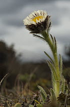 Hairy Daisy (Erigeron incertus) flower, Keppel Island, Falkland Islands