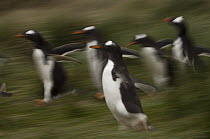Gentoo Penguin (Pygoscelis papua) group running, Keppel Island, Falkland Islands