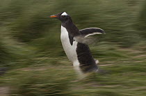 Gentoo Penguin (Pygoscelis papua) running, Keppel Island, Falkland Islands