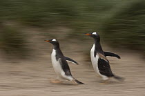 Gentoo Penguin (Pygoscelis papua) pair running, Keppel Island, Falkland Islands