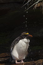 Macaroni Penguin (Eudyptes chrysolophus) bathing in freshwater, Keppel Island, Falkland Islands