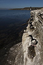 Rock Shag (Phalacrocorax magellanicus) group on cliff, Keppel Island, Falkland Islands
