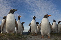 Gentoo Penguin (Pygoscelis papua) group, Keppel Island, Falkland Islands