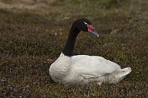 Black-necked Swan (Cygnus melancoryphus), Keppel Island, Falkland Islands