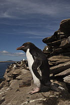 Macaroni Penguin (Eudyptes chrysolophus), Keppel Island, Falkland Islands