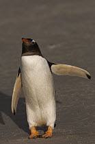 Gentoo Penguin (Pygoscelis papua), Keppel Island, Falkland Islands
