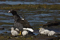Kelp Goose (Chloephaga hybrida) female with goslings, Keppel Island, Falkland Islands