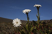Vanilla Daisy (Leucheria suaveolens) flowers, Keppel Island, Falkland Islands