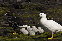 Kelp Goose (Chloephaga hybrida) parents with goslings, Keppel Island, Falkland Islands