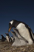 Gentoo Penguin (Pygoscelis papua) and chicks, Keppel Island, Falkland Islands
