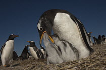 Gentoo Penguin (Pygoscelis papua) feeding chicks, Keppel Island, Falkland Islands