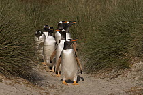 Gentoo Penguin (Pygoscelis papua) group coming down highway, each day the penguins go between their colonies and the sea to feed, walking long distances on land, Keppel Island, Falkland Islands