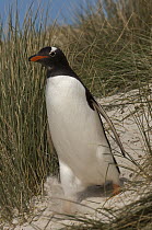 Gentoo Penguin (Pygoscelis papua) walking to sea, Keppel Island, Falkland Islands