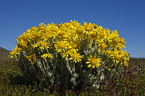 Woolly Ragwort (Senecio littoralis) flowers, Keppel Island, Falkland Islands